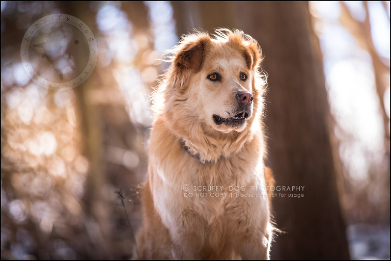 10 toronto modern dog photographer ginger perry-278-Edit
