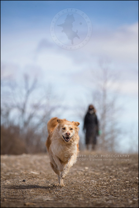 11 toronto modern dog photographer ginger perry-151