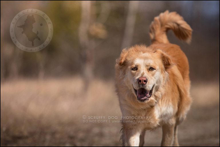 12 toronto modern dog photographer ginger perry-230