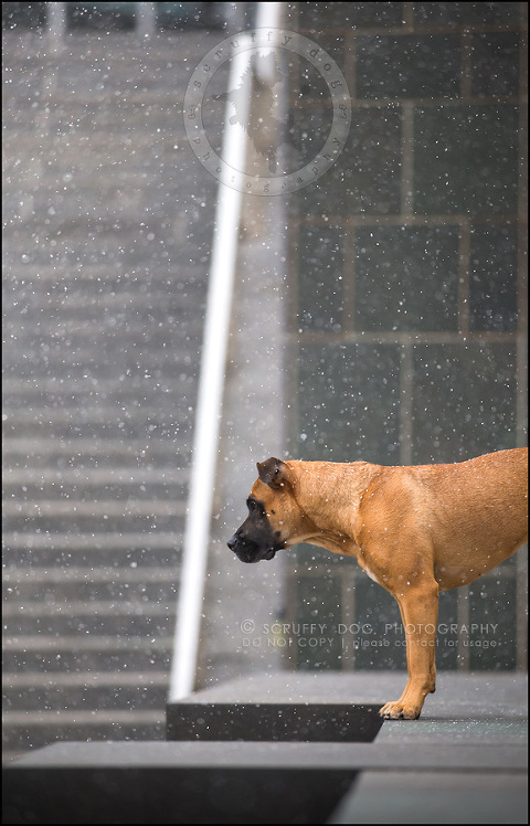 13 ontario premier commercial dog photographer kai mcintosh-365-Edit