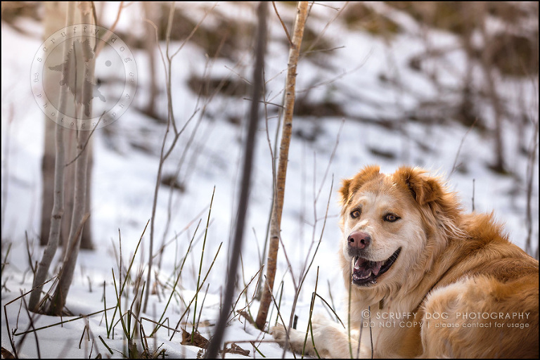 14 toronto modern dog photographer ginger perry-514