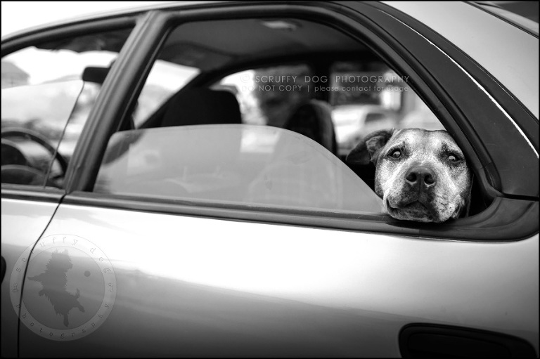 02 toronto best dog photographer buster gasman-351