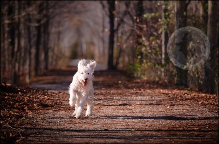 Sprocket DOGS WE'VE LOVED Cambridge pet photographer scruffy dog