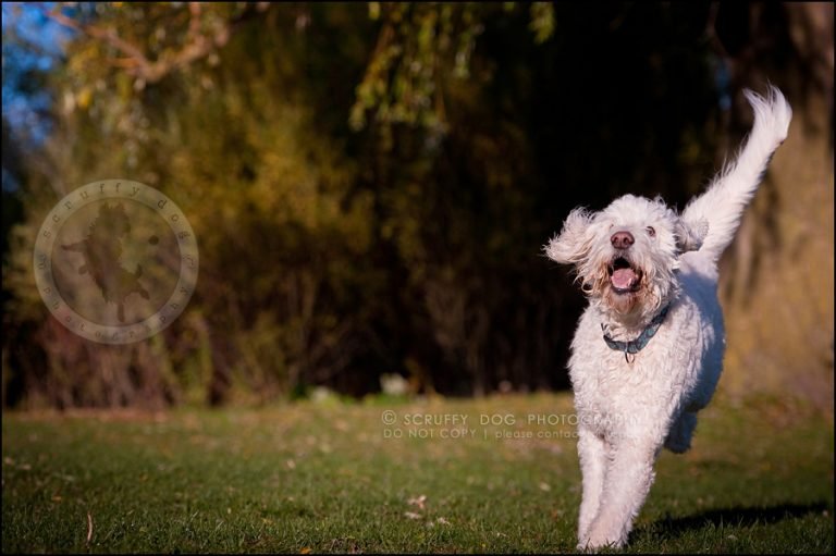 Sprocket DOGS WE'VE LOVED Cambridge pet photographer scruffy dog