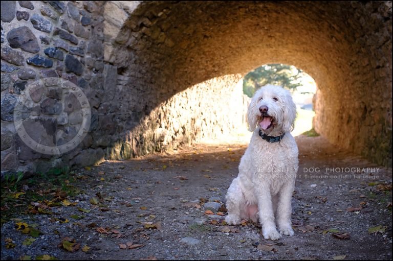 Sprocket DOGS WE'VE LOVED Cambridge pet photographer scruffy dog photography award
