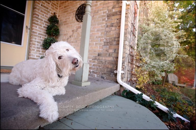 Sprocket DOGS WE'VE LOVED Cambridge pet photographer scruffy dog