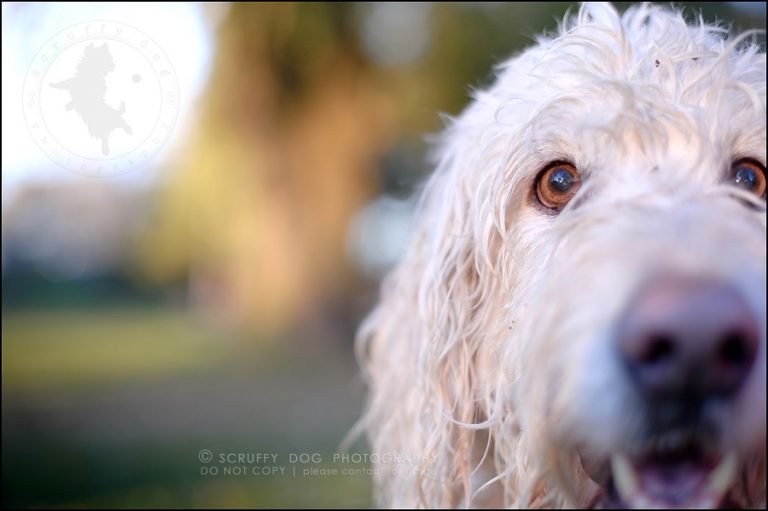 Sprocket DOGS WE'VE LOVED Cambridge pet photographer scruffy dog