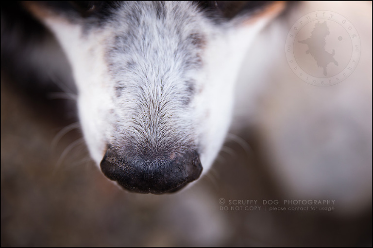 11 best pet photographer waterloo angus white-274