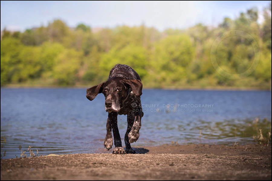 scruffy dog photography | award-winning professional pet photographer ...