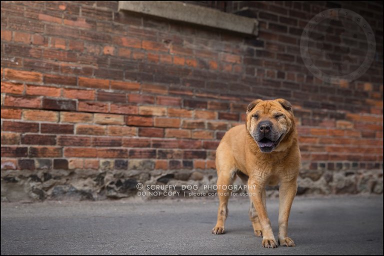 Scruffy Dog Photography Award Winning Professional Pet Photographer Serving Toronto And Ontario Contemporary Lifestyle On Location Animal Photography