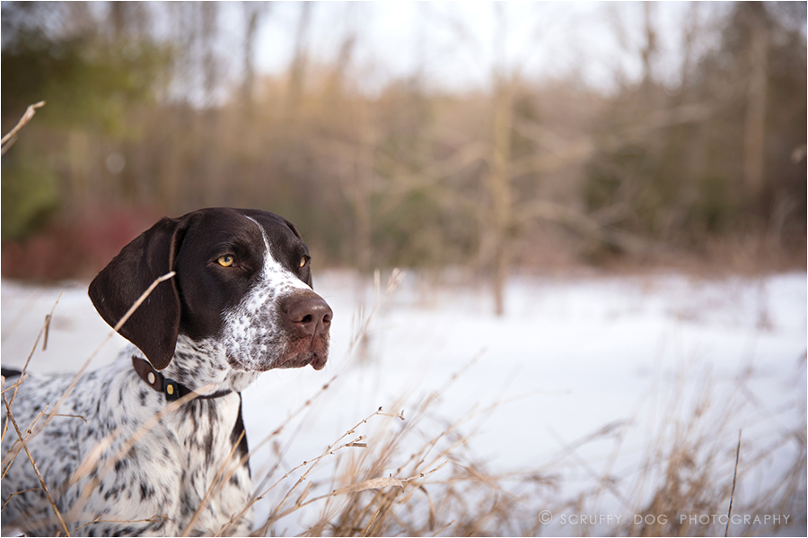 best pet photographer