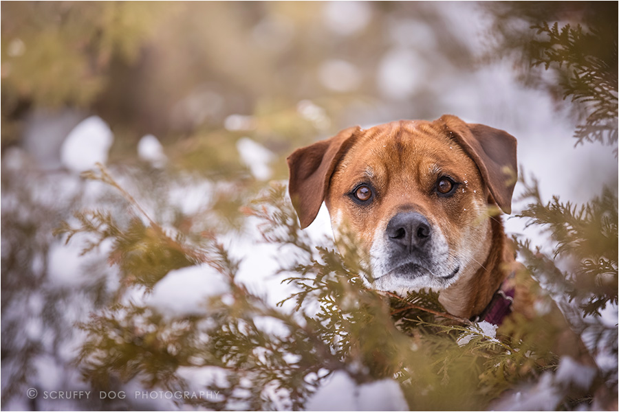 best pet photographer