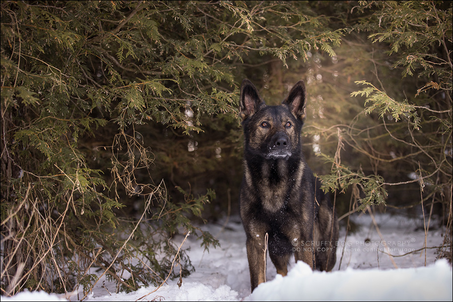 scruffy dog photography | award-winning professional pet photographer ...