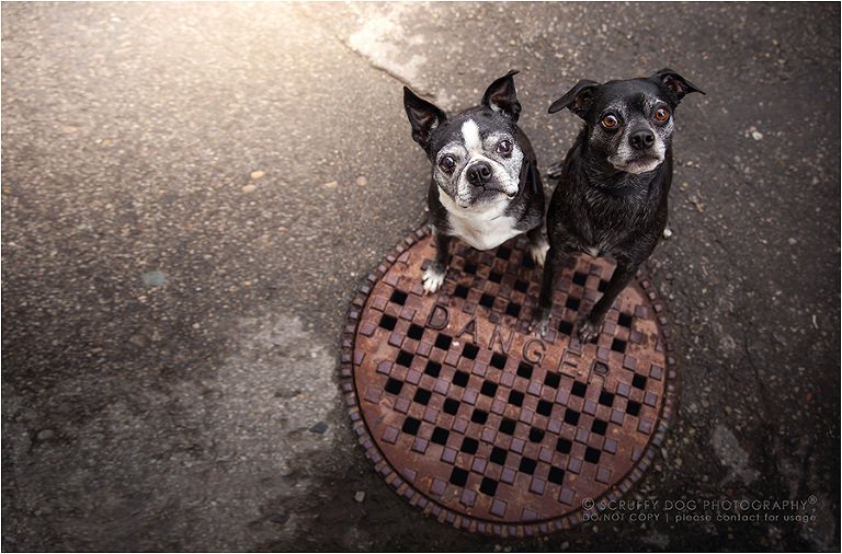 Toronto Pet Photography - Cat Photography - Lifestyle In-Home